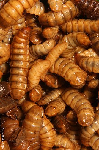Live Black Soldier Fly larvae
