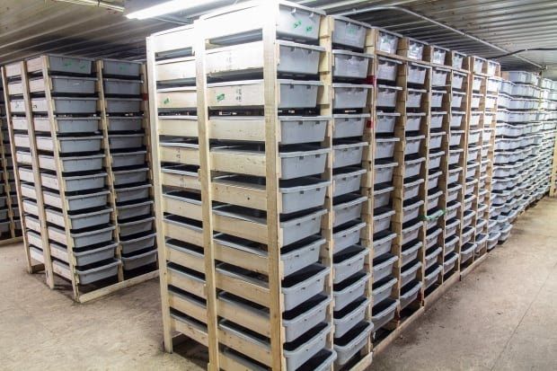 Regenfly BSF production facility